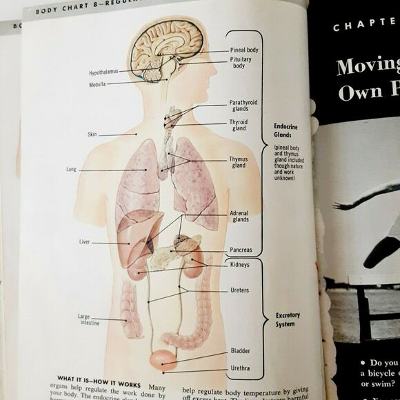 Your Biology 1958 Textbook Vintage Science Diagrams Albany GA High School RARE - Picture 10 of 12